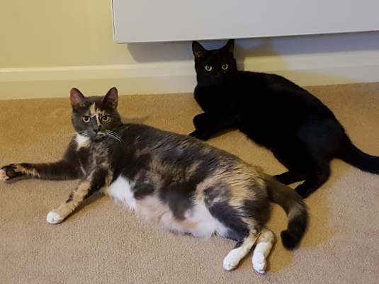 38406479_10102993009137680_4558833911819403264_n