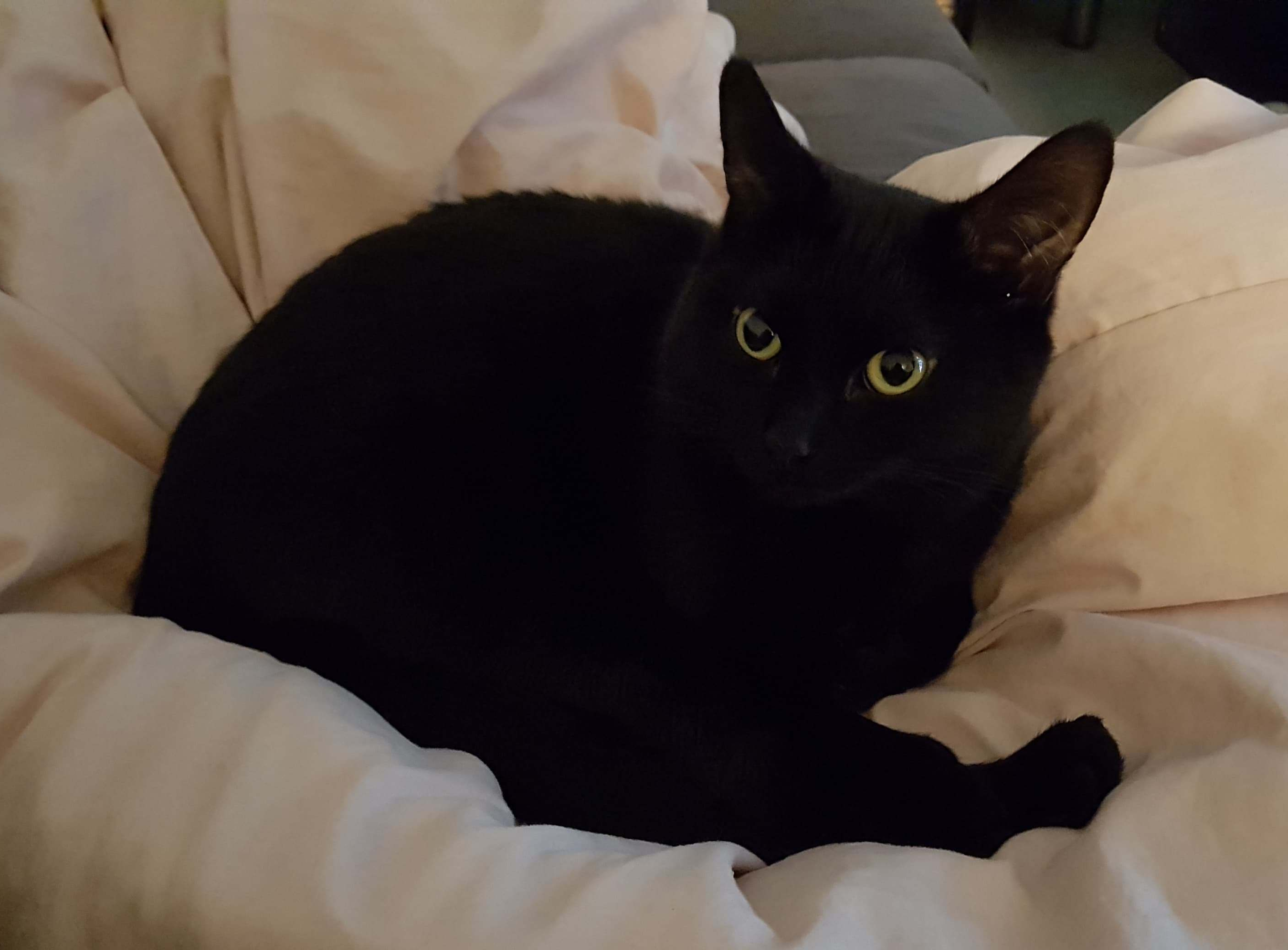 49432728_275750963112339_2919685885551181824_n