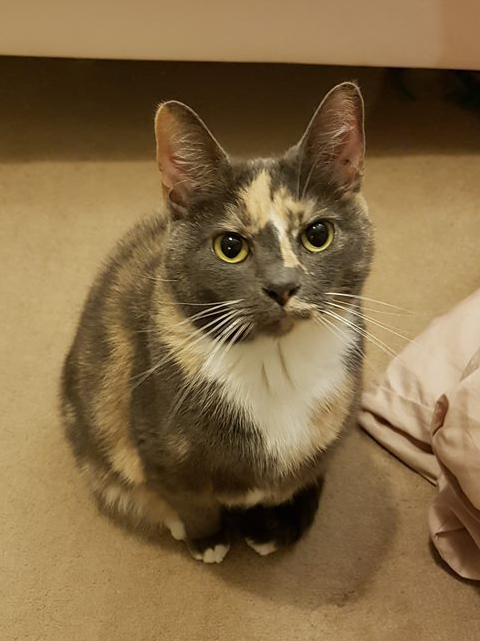 49064753_526838691156262_403515364324933632_n