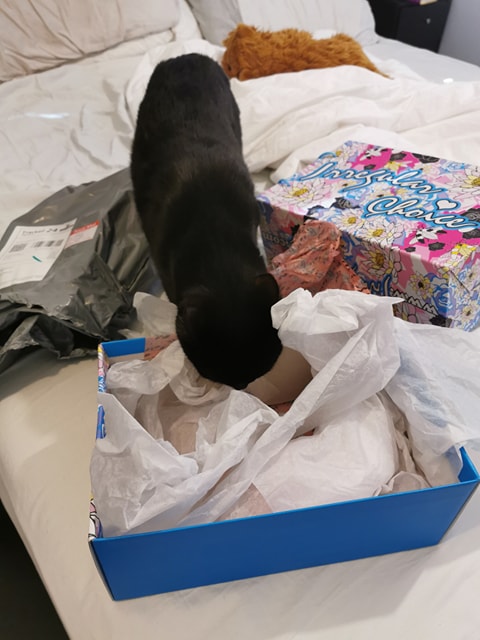 60743668_2336980543257633_4762414721699676160_n